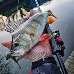 Fox Rage Floating Creature Ultra UV Swing Ball -Rods Sales Shop 0oywqzhr637843293716098481