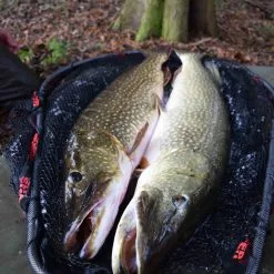 Korum Snapper Latex Folding Pike Spoon Net -Rods Sales Shop 11iwlsha636797049350454356