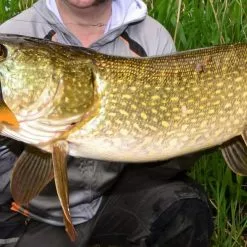 Savage 4Play V2 Swim & Jerk Lures -Rods Sales Shop 2dhq2uth636656037688638167