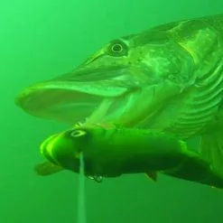 Savage 4D Line Thru Trout -Rods Sales Shop a03quzoi638113596199441564