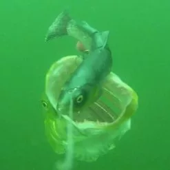 Savage 4D Line Thru Trout -Rods Sales Shop d220onvg638113596199441564