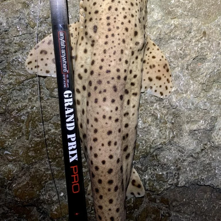 AnyFish Anywhere Grand Prix Pro Rod 3 AnyFish Anywhere Grand Prix Pro Rod