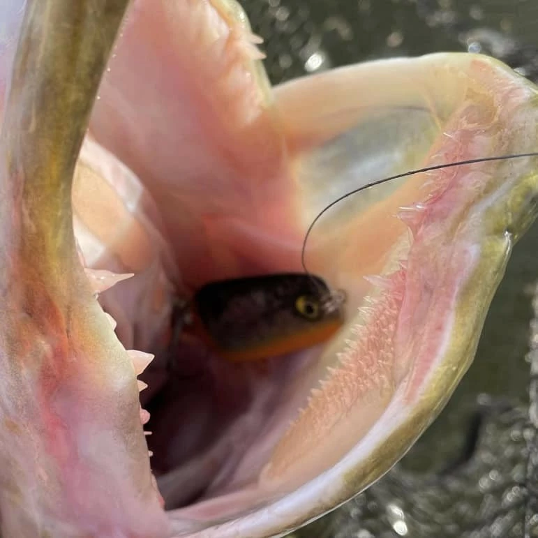 Rapala Nauvo Lures 6 Rapala Nauvo Lures - Image 4