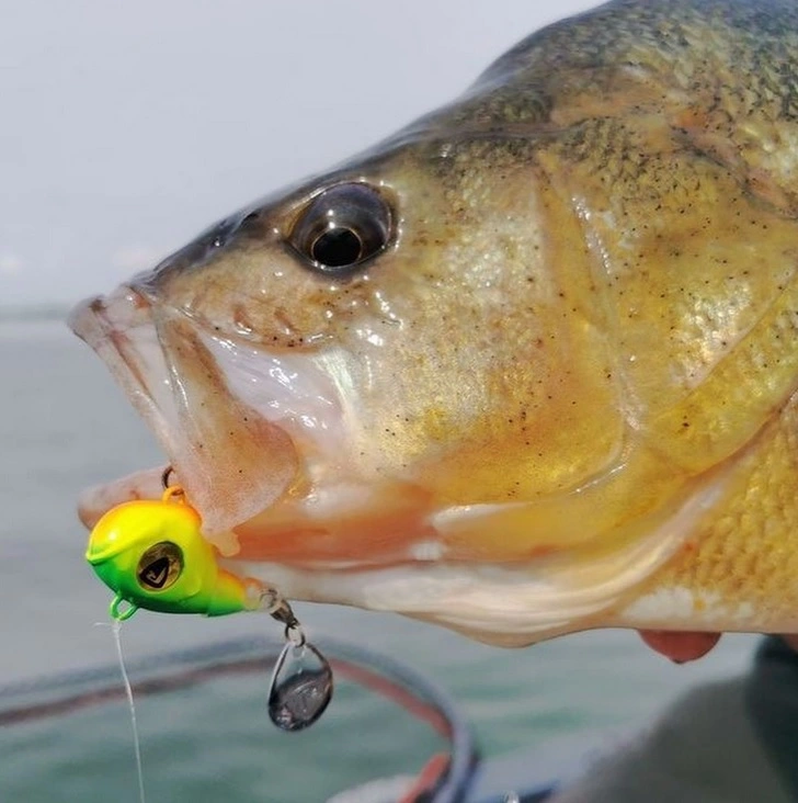 Fox Rage Big Eye Spin Tails 4 Fox Rage Big Eye Spin Tails - Image 2