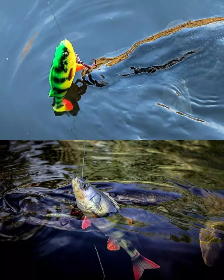 Savage 4D Perch Shad 4 Savage 4D Perch Shad - Image 2