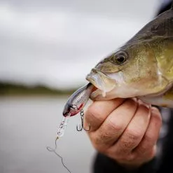 Rapala Shad Rap Elite -Rods Sales Shop gzqprwmu638125887581654345