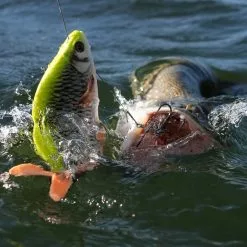 Savage 4D Line Thru Roach -Rods Sales Shop h3fhmbe3638114551829520739