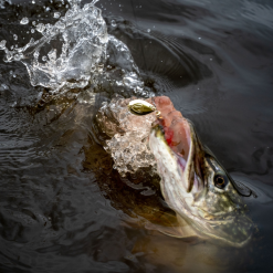 Fox Rage Spinners -Rods Sales Shop ha5ctlzx637562462210393913