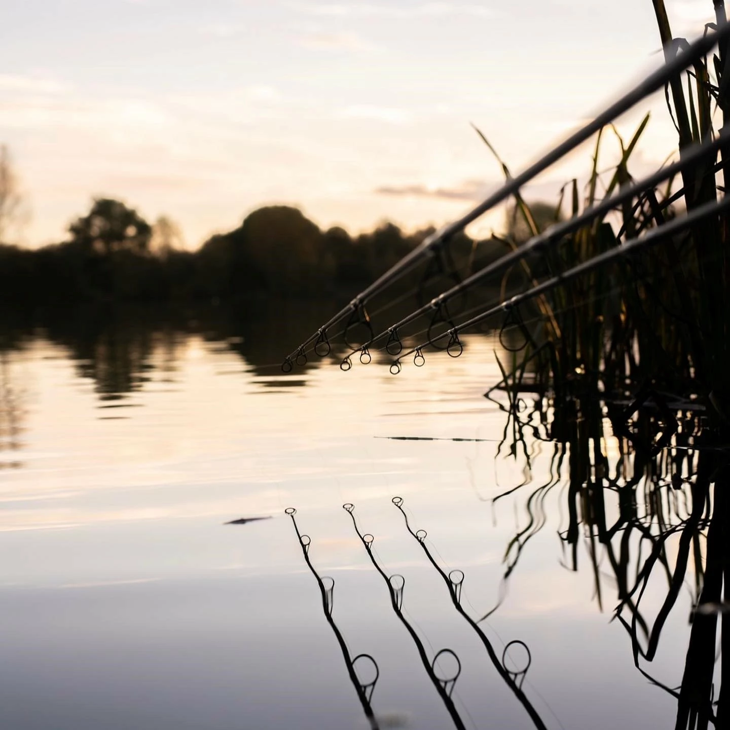 Nash X-Series Carp Rods 4 Nash X-Series Carp Rods - Image 2