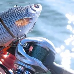 Savage 4D Line Thru Roach -Rods Sales Shop kco0invj638114551829520739