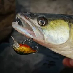 Fox Rage Funk Bugs -Rods Sales Shop lro4xuou637843257848241406