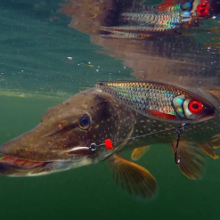 Rapala X-Rap Haku 14cm -Rods Sales Shop oh4kcxla637442216808448557