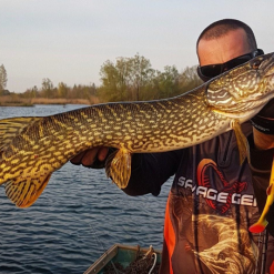 Savage 4D Line Thru Perch Shad 20cm -Rods Sales Shop pr5tmn5o637424281288438960