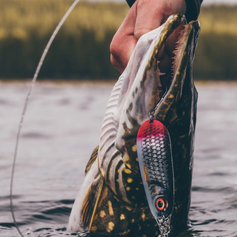 Rapala Nauvo Lures 9 Rapala Nauvo Lures - Image 7