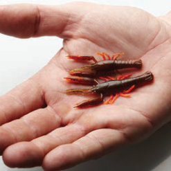 Savage 3D Crayfish Rattling