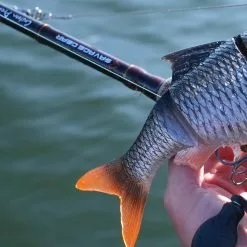 Savage 4D Line Thru Roach -Rods Sales Shop vq4lo1z4638114551829676980