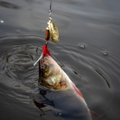 Fox Rage Spinners -Rods Sales Shop xnmsngyv637562462210393913